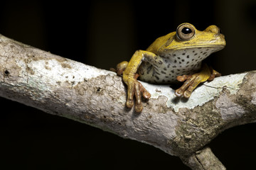 Wall Mural - tree frog in tropical amazon rain forest copy space background