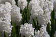 White hyacinths