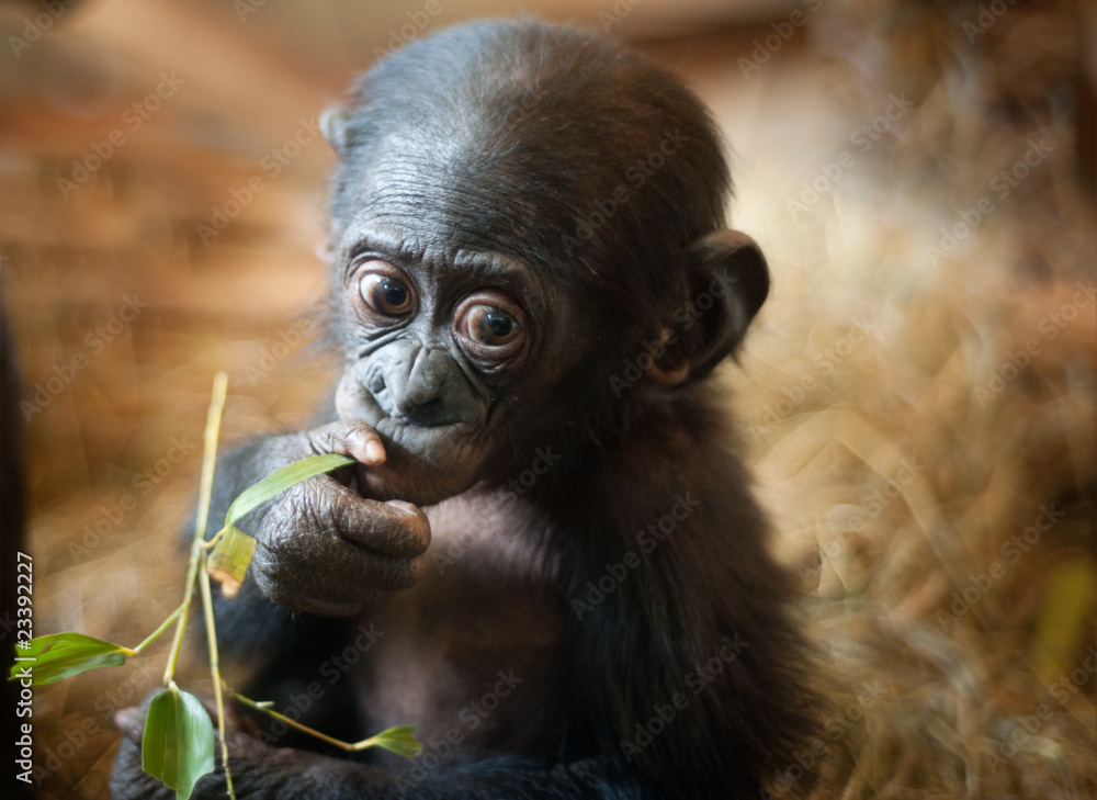 Cute baby Bonobo monkey - obrazy, fototapety, plakaty 