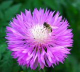 Fototapeta Pokój dzieciecy - Bee on flower