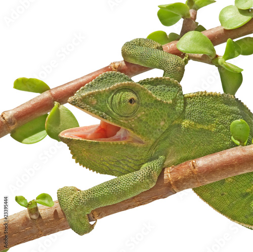 Naklejka samoprzylepna Kameleon z otwartymi ustami