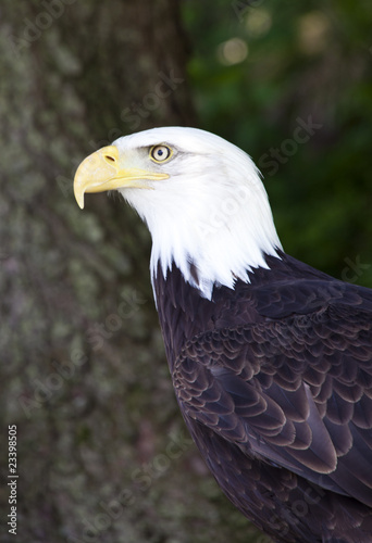 Obraz na płótnie canvas czteroczęściowy "tetraptyk" Weisskopfseeadler