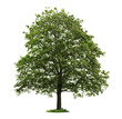 Isolated mature maple tree