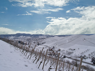 Wall Mural - Weinberge im Winter