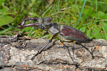 Wall Mural - Male of Stag-beetle 17