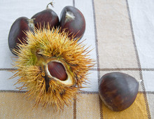 Chestnuts On Tablecloth.