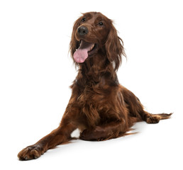 Wall Mural - Irish Setter, 2 years old, lying in front of white background