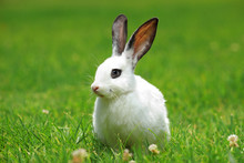A View Of A White Rabbit On A Green Grass