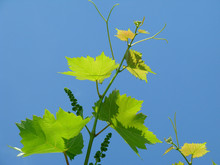Grapevines Against Blue Sky