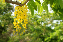 Golden Shower Tree In Early Summer