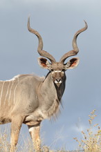 Male Kudu Antelope