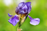 Iris close up