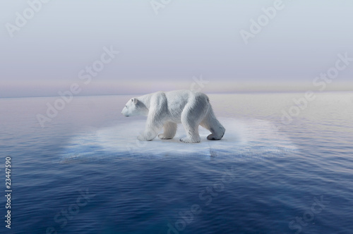 Board z aluminiowym obramowaniem Zmiana klimatu niedźwiedź polarny w małej góry lodowej