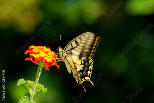 Tapeta ścienna Motyl w locie siedzący na Lantana