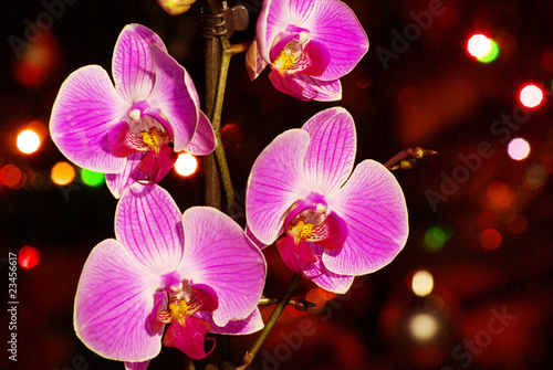 Board z aluminiowym obramowaniem Orchidea