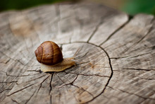 Snail On The Stump