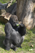 Big gorilla smelling a cucumber