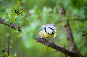 Wall Mural - Blue tit (lat. Parus caeruleus)