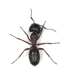 Wall Mural - carpenter ant isolated on white background