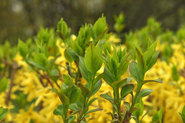 Wall Mural - Yellow Flowering Shrubs