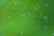 Water On A Lotus Leaf
