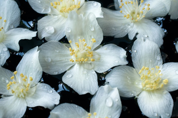 Wall Mural - Beautiful white flowers a jasmin