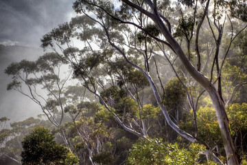 eucalyptus trees