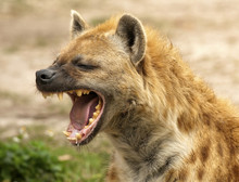 Hyena Powerful Jaws