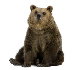 female brown bear, 8 years old, sitting