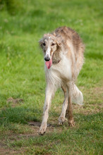 Elegant Russian Borzoi Wolfhound Striding Through A Meadow