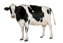 Holstein Cow, 5 Years Old, Standing Against White Background