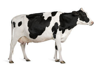 Wall Mural - Holstein cow, 5 years old, standing against white background