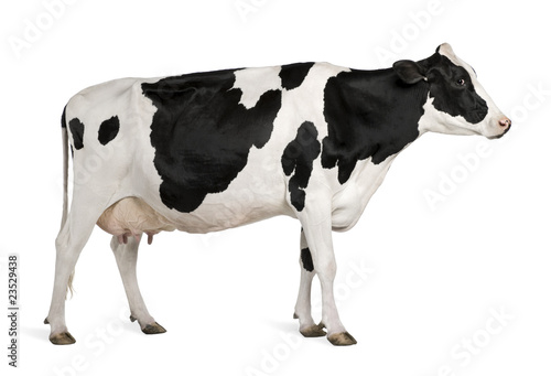 Cuadros en Lienzo Holstein cow, 5 years old, standing against white background