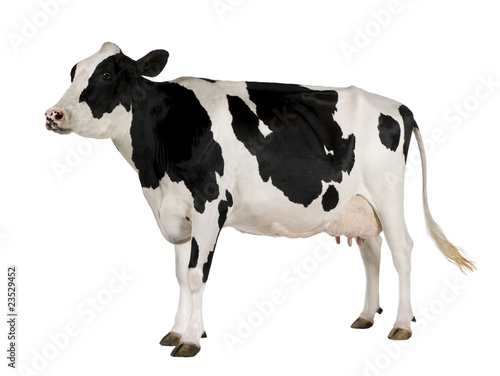Fotografie, Obraz Holstein cow, 5 years old, standing against white background