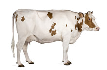 Holstein Cow, 4 Years Old, Standing Against White Background