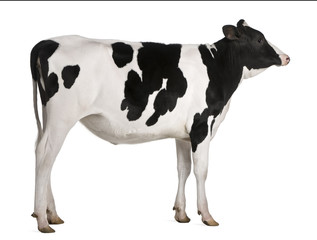 Wall Mural - Holstein cow, 13 months old, standing against white background