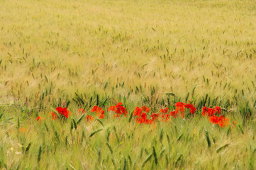 Poster - Klatschmohn im Feld - corn poppy in field 02