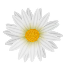 Leinwandbilder - Beautiful white daisy isolated on white. Vector.