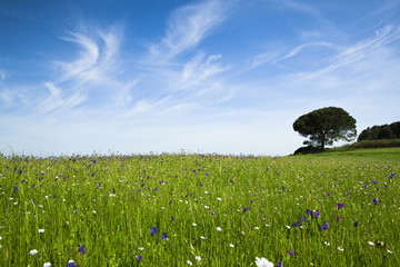 Wall Mural - Green meadow
