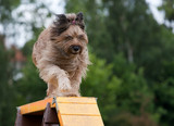 Fototapeta Psy - dog running down bridge in agility competition