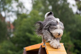 Fototapeta Psy - dog running down bridge in agility competition