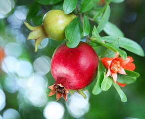 Canvas Print - Branch with ripe pomegranate