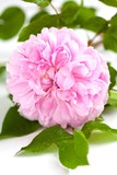 Garden rose