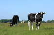 Dutch cattle