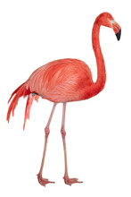 American Flamingo Cutout