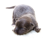 Fototapeta Zwierzęta - Chihuahua puppy