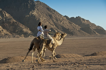 Dromedary camel race in the desert.