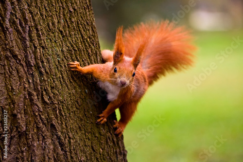 Fotomural Red squirrel in the natural environment