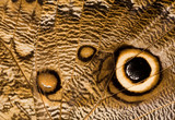 owl butterfly wing close-up