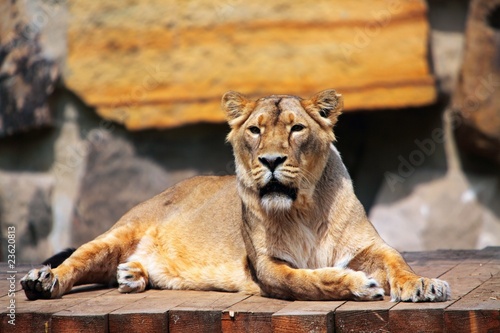 Obraz tygrys   lwica